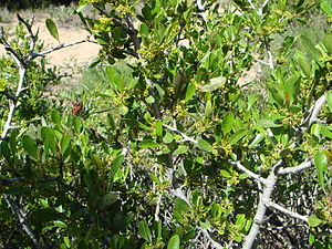 Rhamnus oleoides an der Küste von Cadiz