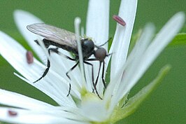 Rhamphomyia umbripennis