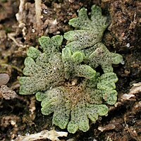 Sponswatervorkje (Riccia cavernosa)