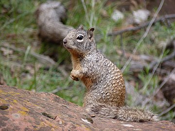 סנאי סלע (Spermophilus variegatus)