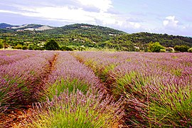 Lavanda