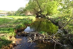 Beaver dam in Hesse, Germany. By exploiting the resource of available wood, beavers are affecting biotic conditions for other species that live within their habitat. Scheelhecke, Landwehrgraben, Biberdamme 2020.JPG