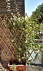 پیرگیاه آنگولا (Senecio angulatus) در حال رشد روی یک داربست چوبی در ایتالیا