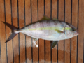 Lesser amberjack