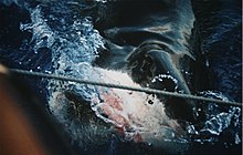 Photo of shark next to boat