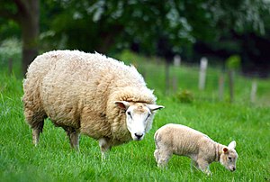 Sheep, Stodmarsh, Kent, England