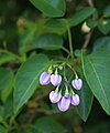 Solanum seaforthianum