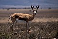 National animal: Springbok