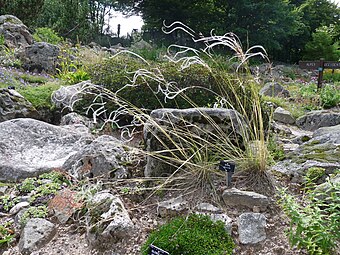 Stipa pennata