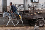 Конное хозяйство в Туркменистане - Flickr - Kerri-Jo (103) .jpg