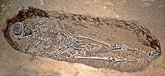 Skeleton in a burial pit, covered in ivory beads