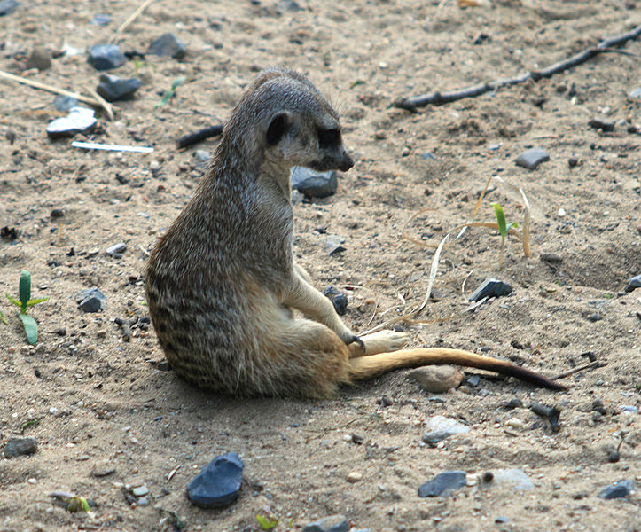 http://commons.wikimedia.org/wiki/File:Surikata_2.jpg  (wikipedia commons meerkat)