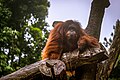 Orangutan