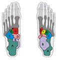 Les os du pied. Vue de dessous (à gauche) et de dessus (à droite). A=calcaneus ; B=talus ; C=CUBOÏDE ; D=naviculaire ; E,F,G=cunéiformes ; en gris foncé, les métatarsiens ; en gris clair, les phalanges.