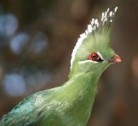 Livingstone's Turaco