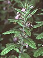 Teucrium scordium