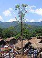 The Bunyan Tree