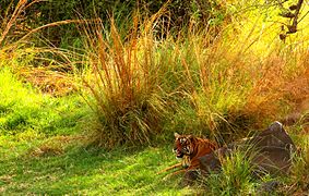 Tigre dans le Parc national de Ranthambore, un des plus visités d'Inde du Nord.