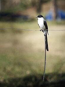 Fork-tailed flycatcher in Colombia