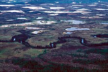 Growing in the riparian zone amid treeless bogs Treeless bogs interspersed with spruce.jpg