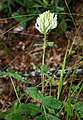 Trifolium canescens