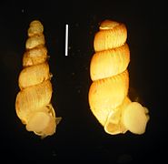 Truncatella subcylindrica (Truncatellidae).