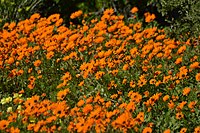 Flowering in a dense field during the spring flowing season in West Coast National Park, Western Cape