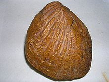 Yaadia valentina.4 - Cretacico inferior.JPG