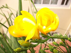 English: Yellow Freesia with buds and Flowers