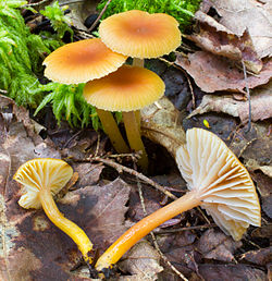 Tamprioji guotenė(Hygrocybe laeta)