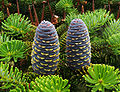 Korea abio (Abies koreana)