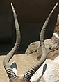 Addax: Found on both males and females, the horns have two twists and can reach 80 centimeters in females and 120 centimeters in males.