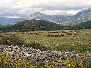 A pasture in Southern Albania