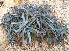 Aloe parvula (Алое крихітне)