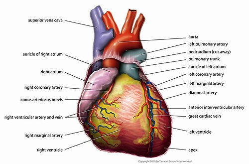 The human heart has four chambers or closed spaces