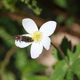 Actenicerus pruinosus