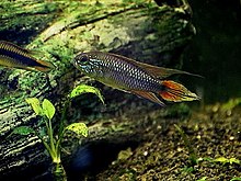 Apistogramma agassizii-02.jpg