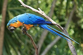 Blue-and-yellow macaw