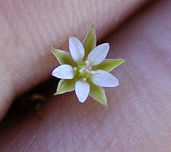 250px Arenaria serpyllifolia2web