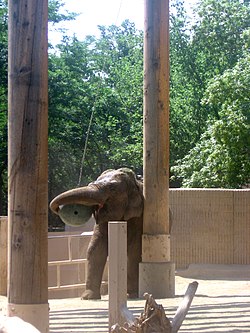 An Asian elephant in a zoo manipulating a suspended ball provided as environmental enrichment Asian elephant enrichment.jpg