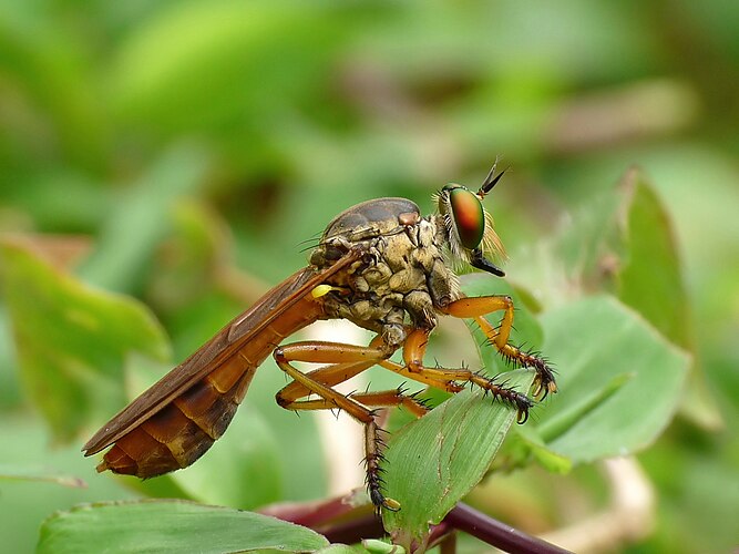 Самка ктыря Michotamia aurata