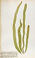 Asperococcus ensiformis, planche de l'herbier des frères Crouan (Pierre-Louis et Hippolyte-Marie).