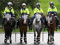Police montée australienne équipant ses chevaux de protections sur la tête et de bandes réfléchissantes sur les protections des membres.