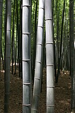 Gambar mini seharga Bambu