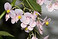 Begonia naumoniensis