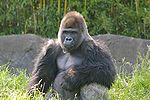 Male western lowland gorilla