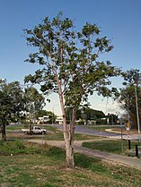 Mature tree in Smithfield, Queensland