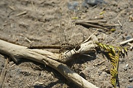 Brachythemis lacustris