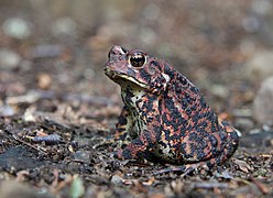 Le crapaud d'Amérique.