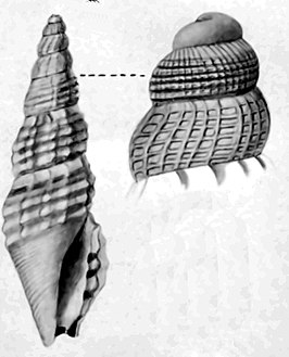 Cacodaphnella delgada